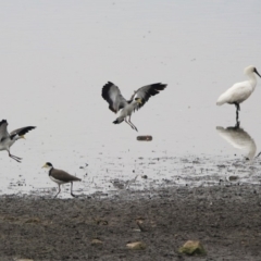 Vanellus miles at Monash, ACT - 29 Dec 2019