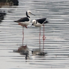 Himantopus leucocephalus (Pied Stilt) at Tuggeranong Creek to Monash Grassland - 28 Dec 2019 by RodDeb