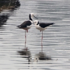 Himantopus leucocephalus at Isabella Plains, ACT - 29 Dec 2019