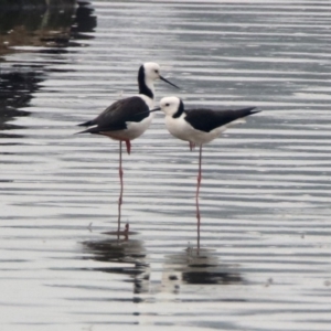 Himantopus leucocephalus at Isabella Plains, ACT - 29 Dec 2019