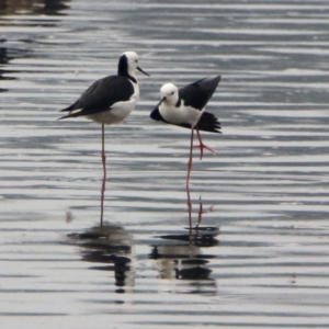 Himantopus leucocephalus at Isabella Plains, ACT - 29 Dec 2019