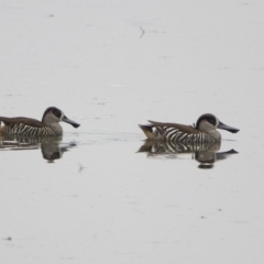 Malacorhynchus membranaceus (Pink-eared Duck) at Isabella Pond - 28 Dec 2019 by RodDeb