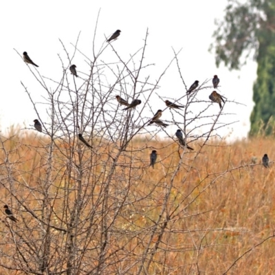 Hirundo neoxena (Welcome Swallow) at Tuggeranong Creek to Monash Grassland - 29 Dec 2019 by RodDeb