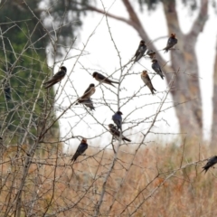 Hirundo neoxena at Monash, ACT - 29 Dec 2019