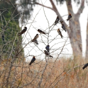 Hirundo neoxena at Monash, ACT - 29 Dec 2019 11:09 AM