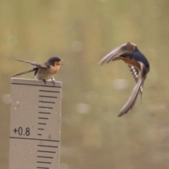 Hirundo neoxena at Monash, ACT - 29 Dec 2019