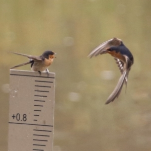 Hirundo neoxena at Monash, ACT - 29 Dec 2019 11:09 AM