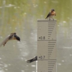 Hirundo neoxena at Monash, ACT - 29 Dec 2019 11:09 AM