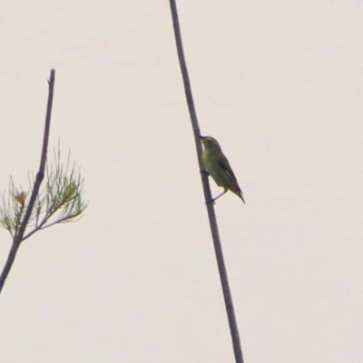 Pardalotus striatus (Striated Pardalote) at Monash, ACT - 28 Dec 2019 by RodDeb