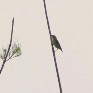 Pardalotus striatus at Monash, ACT - 29 Dec 2019