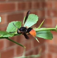 Eumeninae (subfamily) (Unidentified Potter wasp) at Bruce, ACT - 30 Dec 2019 by rnixon1