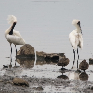 Platalea regia at Monash, ACT - 29 Dec 2019