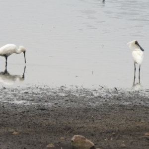 Platalea regia at Monash, ACT - 29 Dec 2019