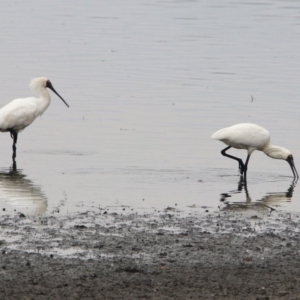 Platalea regia at Monash, ACT - 29 Dec 2019 10:07 AM