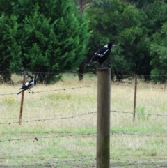 Grallina cyanoleuca (Magpie-lark) at Wingecarribee Local Government Area - 23 Dec 2016 by JanHartog