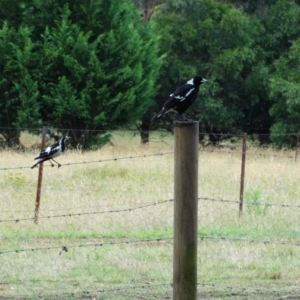 Grallina cyanoleuca at Alpine - 24 Dec 2016