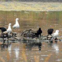 Chroicocephalus novaehollandiae (Silver Gull) at Monash, ACT - 28 Dec 2019 by RodDeb