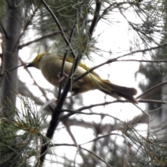 Ptilotula penicillata (White-plumed Honeyeater) at Monash, ACT - 29 Dec 2019 by RodDeb