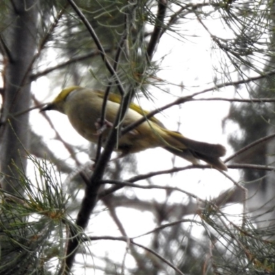 Ptilotula penicillata (White-plumed Honeyeater) at Monash, ACT - 29 Dec 2019 by RodDeb