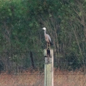 Egretta novaehollandiae at Alpine, NSW - 24 Dec 2016