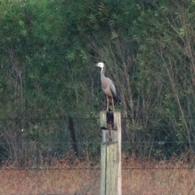 Egretta novaehollandiae (White-faced Heron) at Alpine, NSW - 23 Dec 2016 by JanHartog