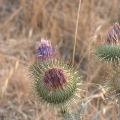 Onopordum acanthium (Scotch Thistle) at Gungaderra Grasslands - 29 Dec 1994 by Lomandra