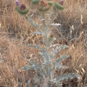 Onopordum acanthium at Palmerston, ACT - 30 Dec 1994