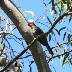 Cacomantis flabelliformis (Fan-tailed Cuckoo) at Burradoo, NSW - 30 Dec 2016 by JanHartog
