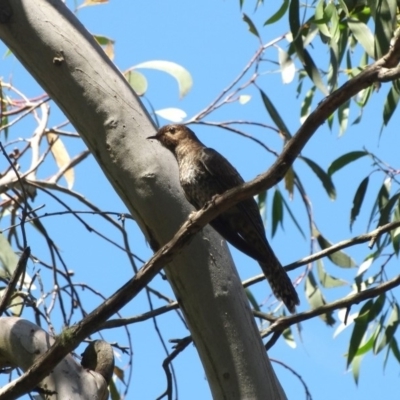 Cacomantis flabelliformis (Fan-tailed Cuckoo) at Cecil Hoskins Nature Reserve - 31 Dec 2016 by JanHartog