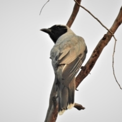 Coracina novaehollandiae (Black-faced Cuckooshrike) at Wanniassa, ACT - 30 Dec 2019 by JohnBundock