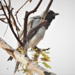 Coracina novaehollandiae at Wanniassa, ACT - 30 Dec 2019 07:10 AM