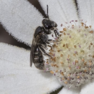 Lasioglossum (Chilalictus) sp. (genus & subgenus) (Halictid bee) at Acton, ACT - 4 Dec 2019 by AlisonMilton