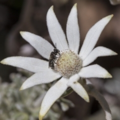 Lasioglossum (Chilalictus) sp. (genus & subgenus) at Acton, ACT - 4 Dec 2019