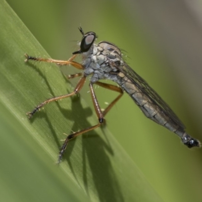 Cerdistus sp. (genus) (Yellow Slender Robber Fly) at Acton, ACT - 3 Dec 2019 by AlisonMilton