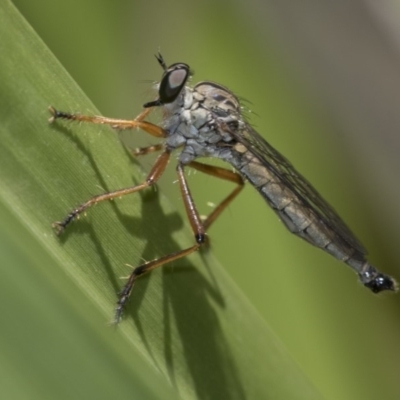 Cerdistus sp. (genus) (Slender Robber Fly) at Acton, ACT - 4 Dec 2019 by AlisonMilton