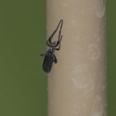 Bibio imitator (Garden maggot) at Acton, ACT - 9 Dec 2019 by AlisonMilton