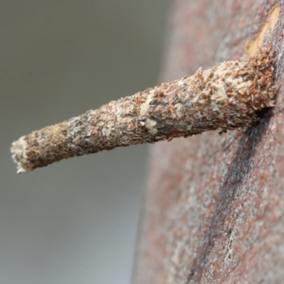 Conoeca or Lepidoscia (genera) IMMATURE (Unidentified Cone Case Moth larva, pupa, or case) at Scullin, ACT - 29 Dec 2019 by AlisonMilton