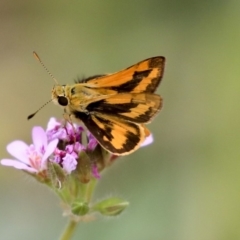 Ocybadistes walkeri (Green Grass-dart) at Higgins, ACT - 28 Dec 2019 by AlisonMilton