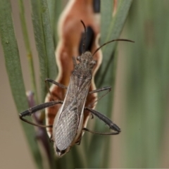Melanacanthus scutellaris (Small brown bean bug) at Scullin, ACT - 29 Dec 2019 by AlisonMilton
