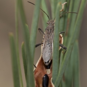 Melanacanthus scutellaris at Scullin, ACT - 29 Dec 2019 03:43 PM