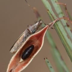 Melanacanthus scutellaris at Scullin, ACT - 29 Dec 2019 03:43 PM