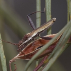 Melanacanthus scutellaris at Scullin, ACT - 29 Dec 2019 03:43 PM