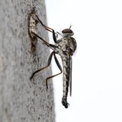 Cerdistus sp. (genus) (Yellow Slender Robber Fly) at Higgins, ACT - 29 Dec 2019 by AlisonMilton