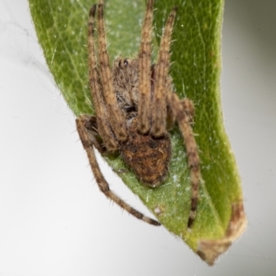 Araneinae (subfamily) (Orb weaver) at Higgins, ACT - 29 Dec 2019 by AlisonMilton