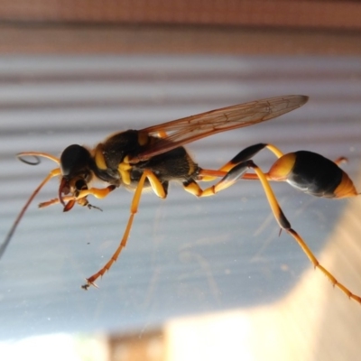 Sceliphron laetum (Common mud dauber wasp) at Rugosa - 29 Dec 2019 by SenexRugosus