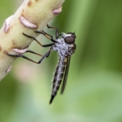 Cerdistus sp. (genus) (Yellow Slender Robber Fly) at Higgins, ACT - 29 Dec 2019 by AlisonMilton