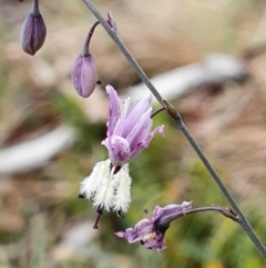 Arthropodium milleflorum (Vanilla Lily) at Bimberi Nature Reserve - 29 Dec 2019 by shoko