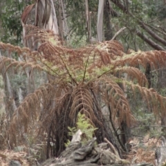 Dicksonia antarctica (Soft Treefern) at Mongarlowe, NSW - 23 Dec 2019 by LisaH