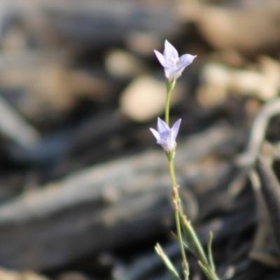 Wahlenbergia sp. (Bluebell) at Hughes, ACT - 29 Dec 2019 by LisaH