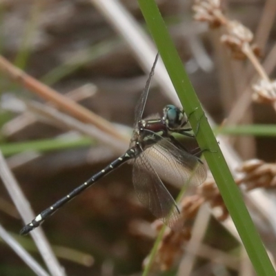 Eusynthemis brevistyla (Small Tigertail) at Rendezvous Creek, ACT - 13 Dec 2019 by jeffmelvaine